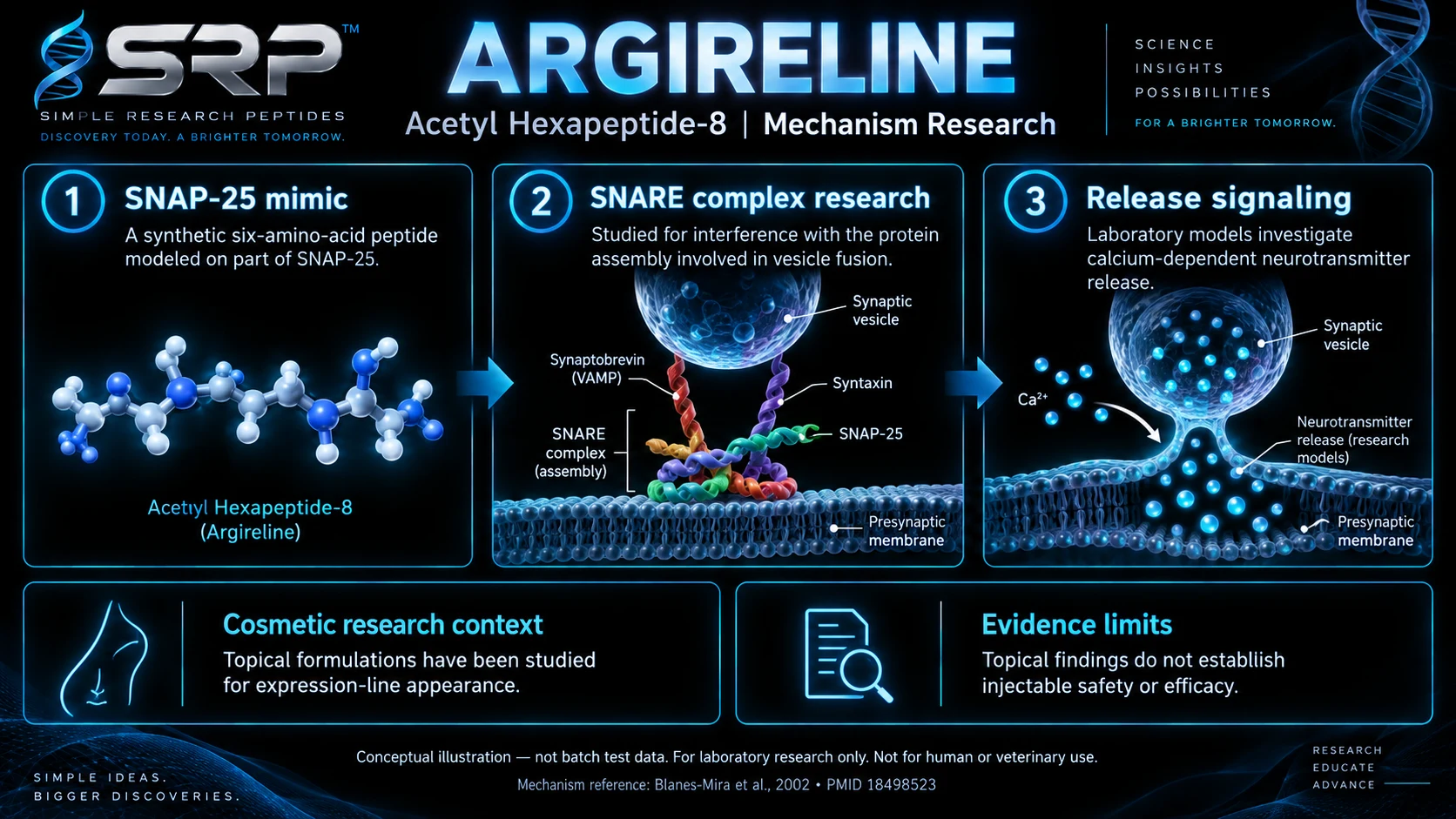 Conceptual Argireline Acetyl Hexapeptide-8 research diagram showing SNAP-25 mimicry, SNARE complex and release signaling; not batch test data