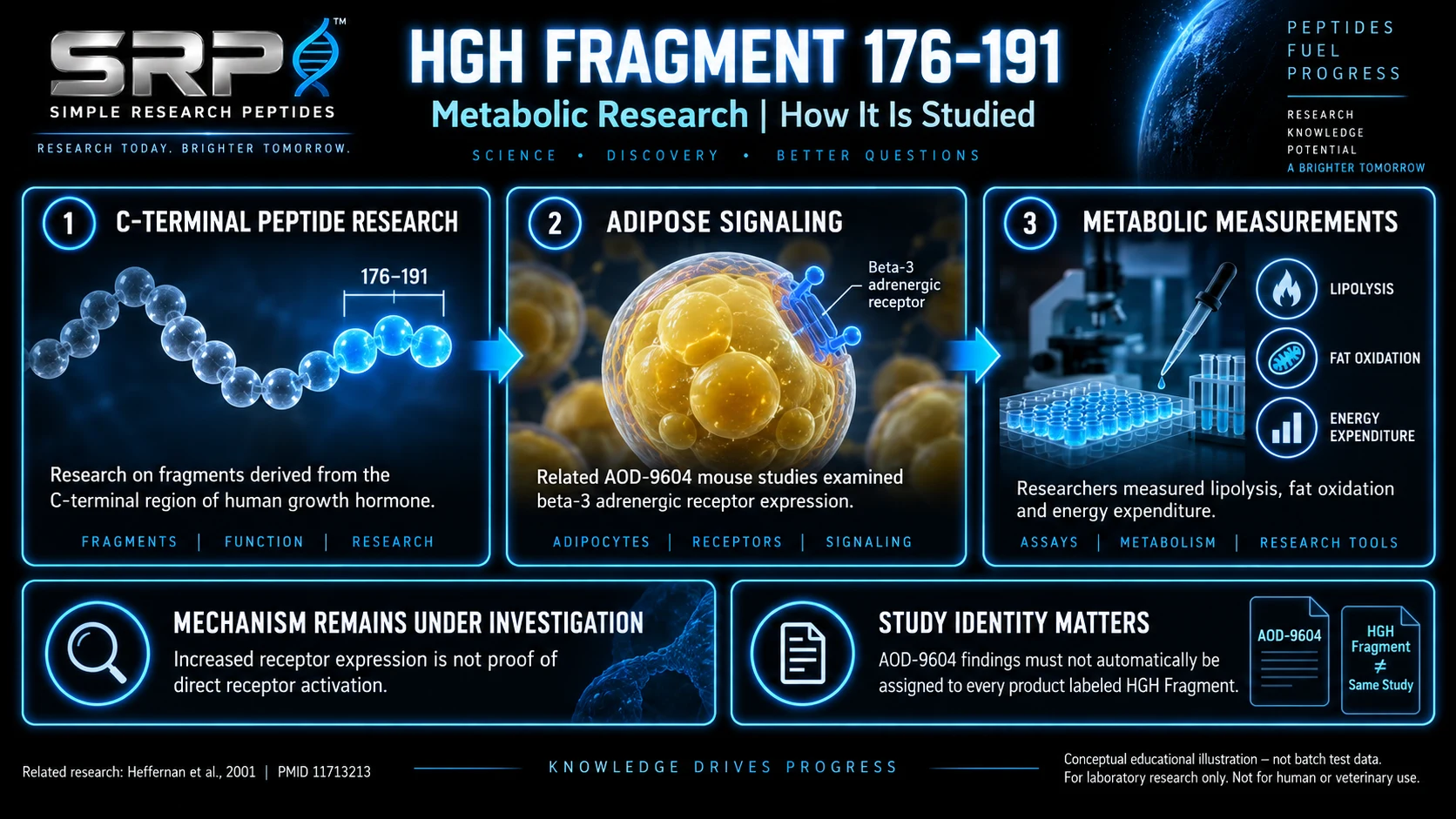 HGH Fragment metabolic research illustration describing C-terminal peptides, related AOD-9604 adipose signaling studies, and evidence limitations; not batch results
