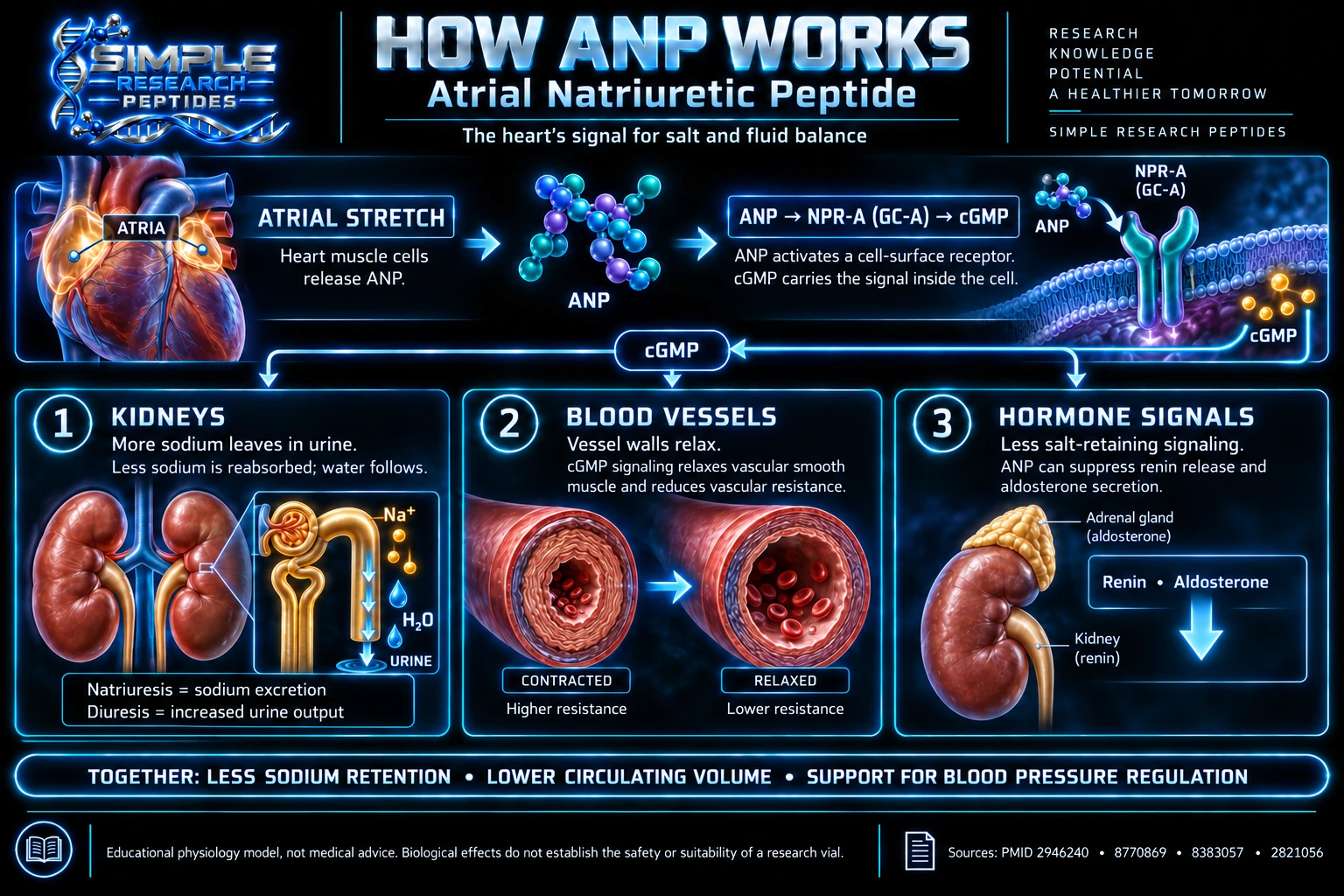 Educational ANP physiology model: atrial stretch, NPR-A receptor, cGMP, kidneys, blood vessels and hormonal responses