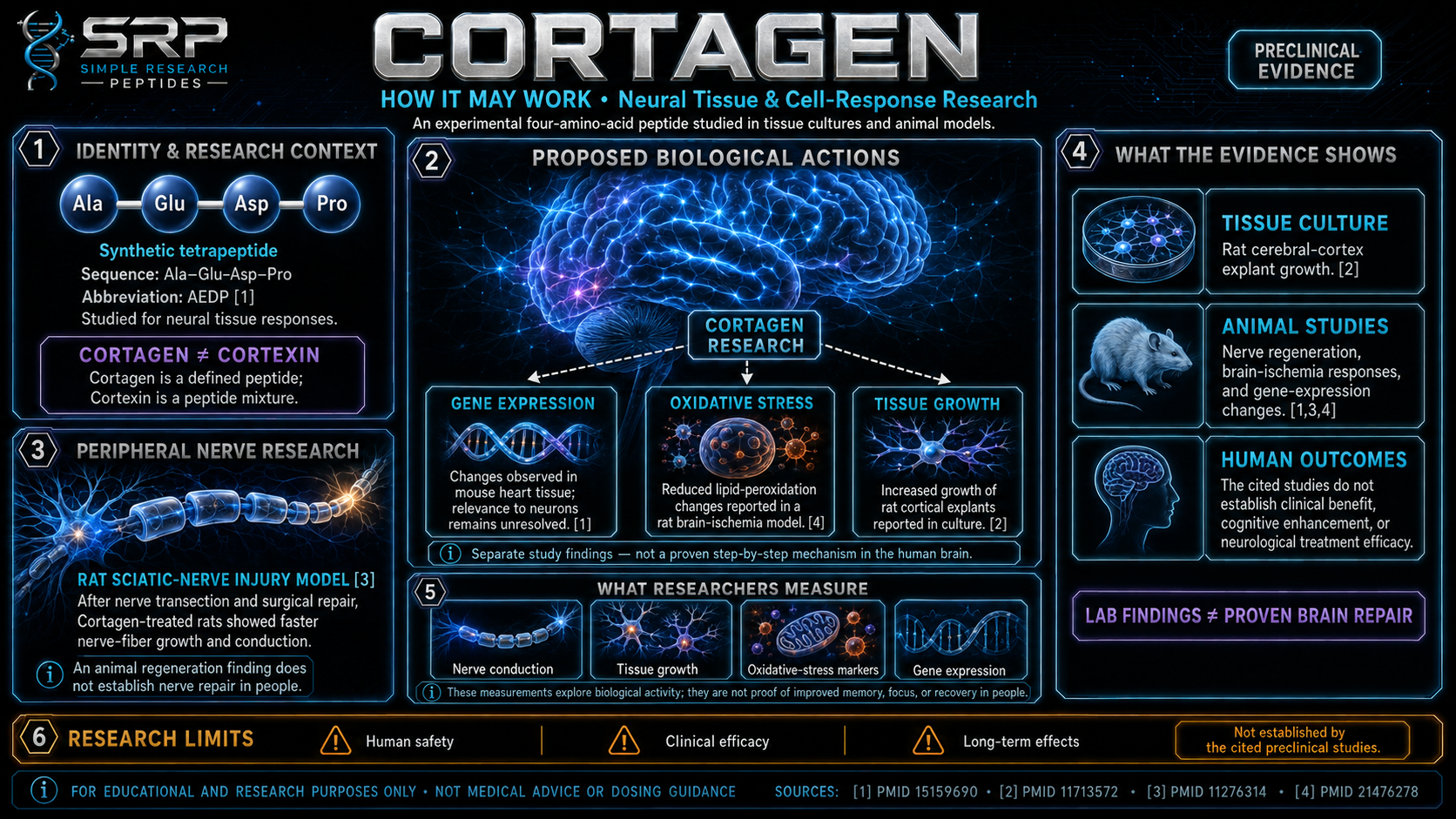 Cortagen research infographic showing peptide identity, neural tissue studies, gene expression, and research limitations